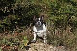BOULEDOGUE FRANCAIS 318